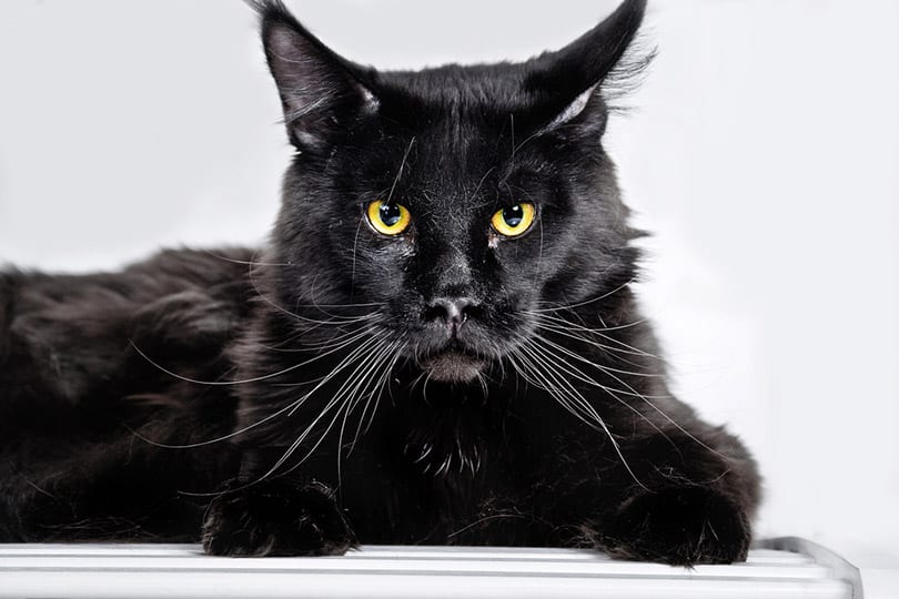 black maine coon cat in white background