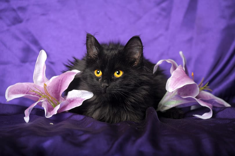 black manx cat in purple background