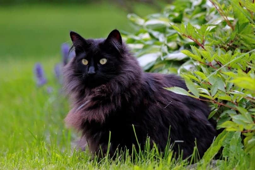 black norwegian forest cat sitting on grass