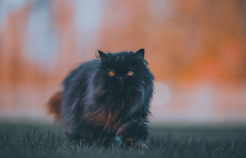 black persian cat walking on grass