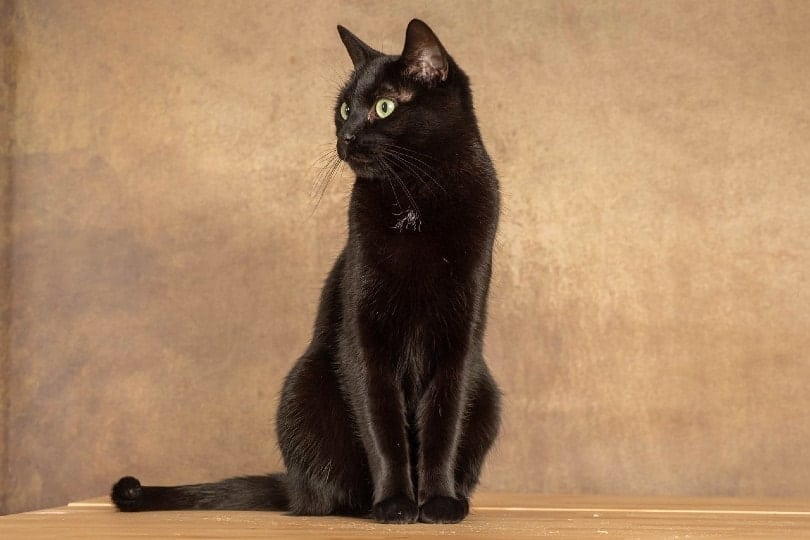 bombay cat sitting on a table