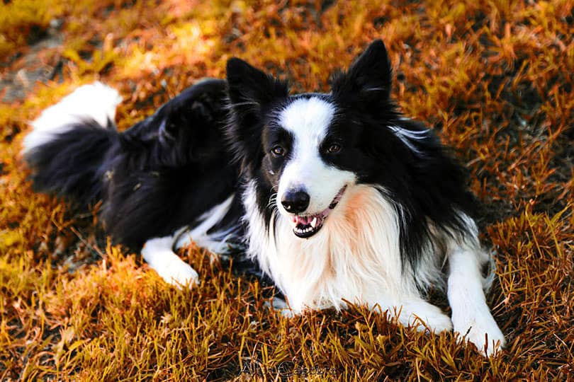 border collie dog lying on grass outdoor