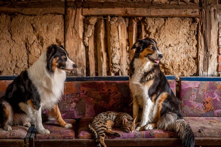 border collies lying on sofa with bengal cat
