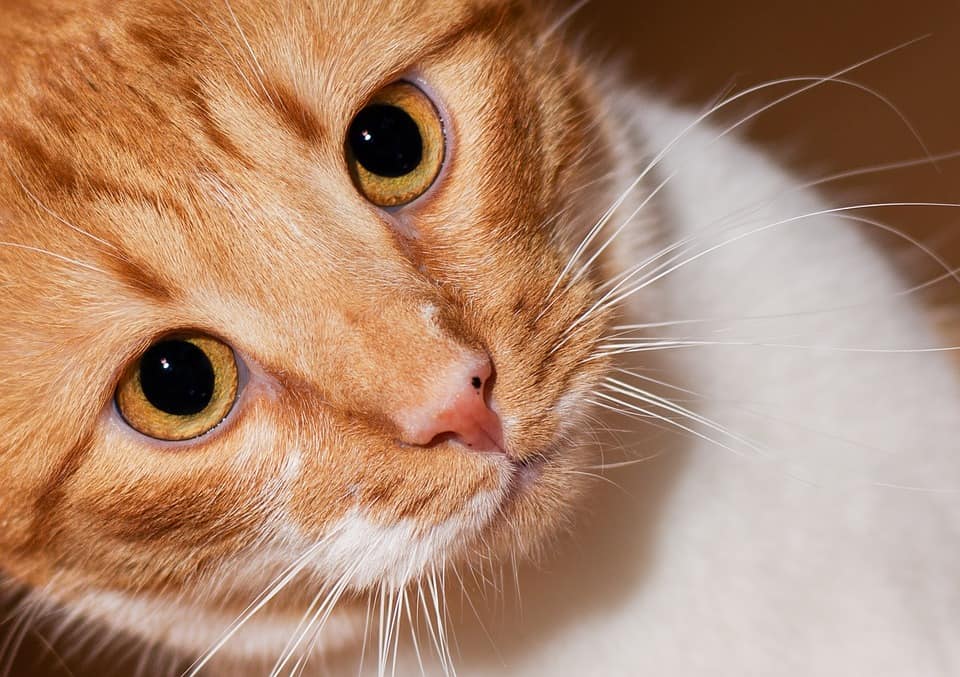 Are Cats Color Blind? How Do They See the World? Pango Pets