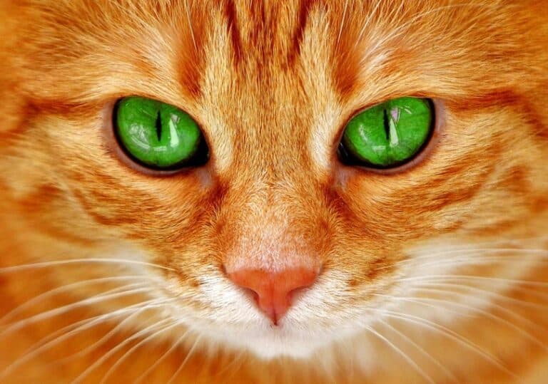 Are Cats Color Blind? How Do They See the World? Pango Pets