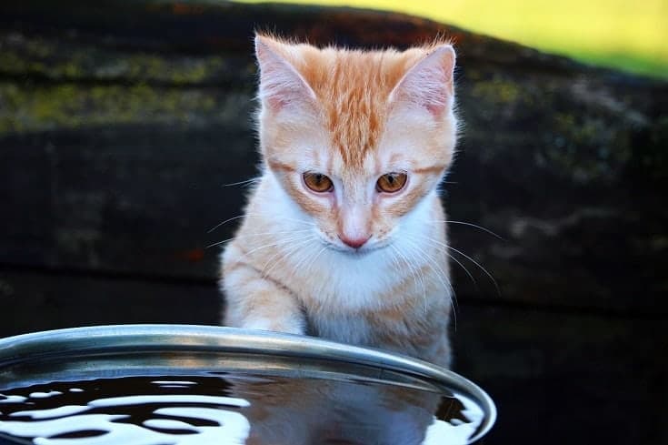 cat staring at water