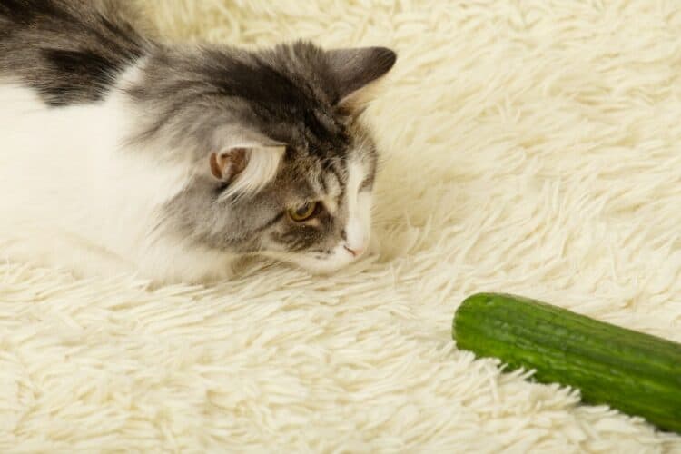 cat with cucumber