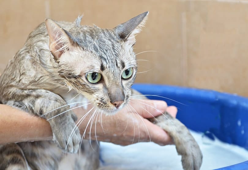 View of Why Are Cats Afraid of Water? 5 Typical Reasons | Pango Pets