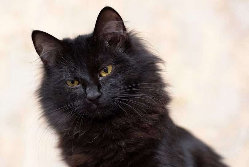 close up of black siberian cat
