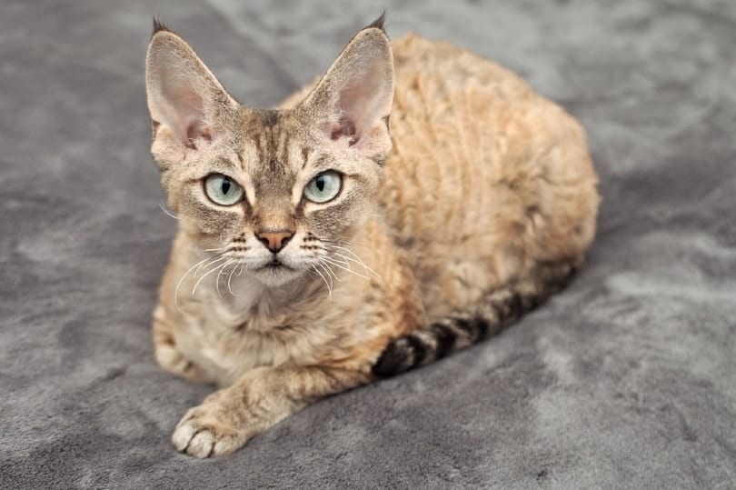 devon rex tabby cat lying on gray blanket