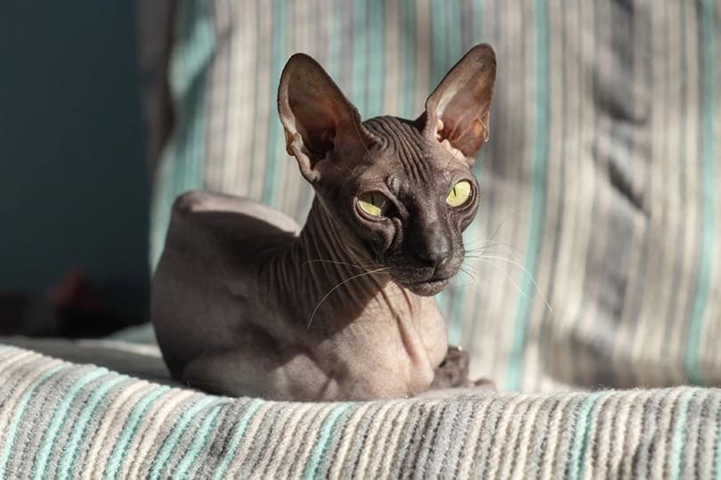 donskoy cat lying on bed