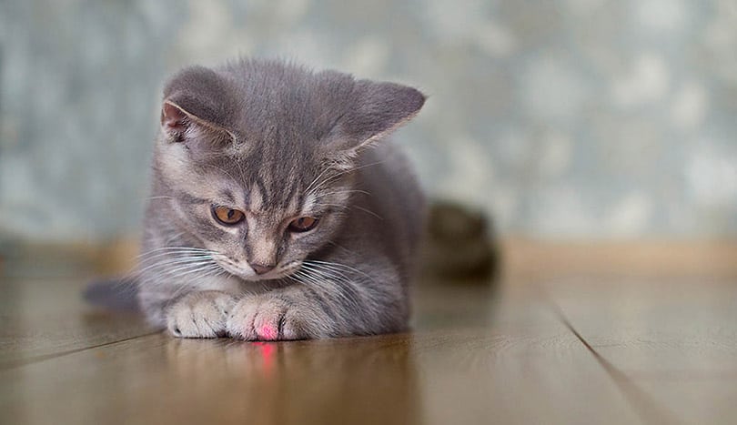 gray tabby kitten looking at the laser