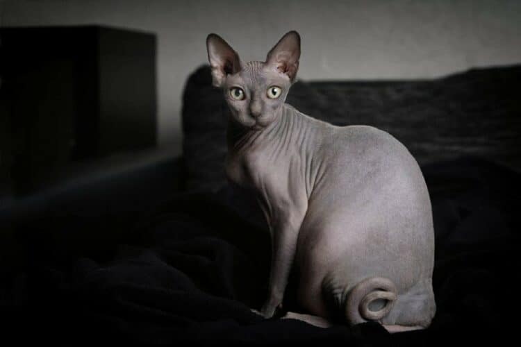 grey sphynx cat lying on bed