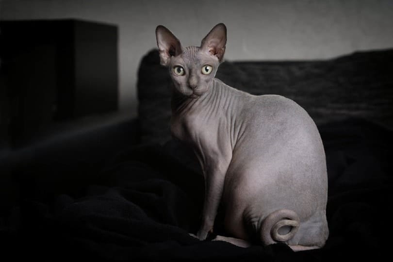 What Are Hairless Cats Called? Pango Pets