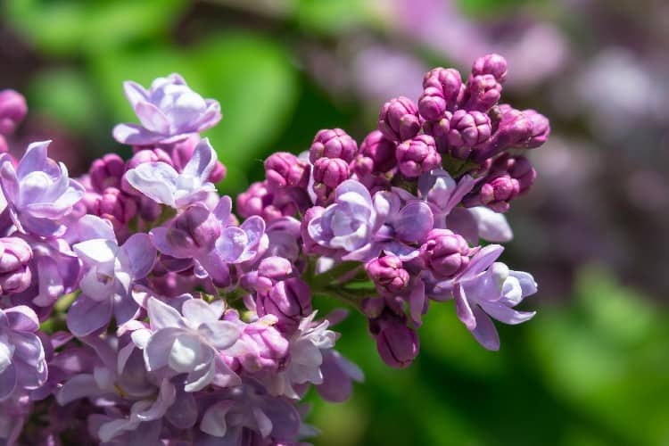 lilacs