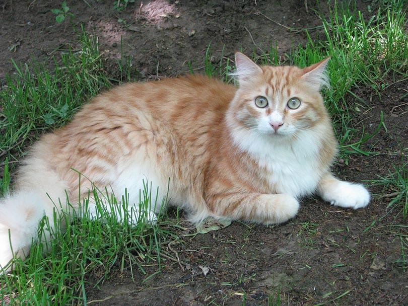 maine coon cat