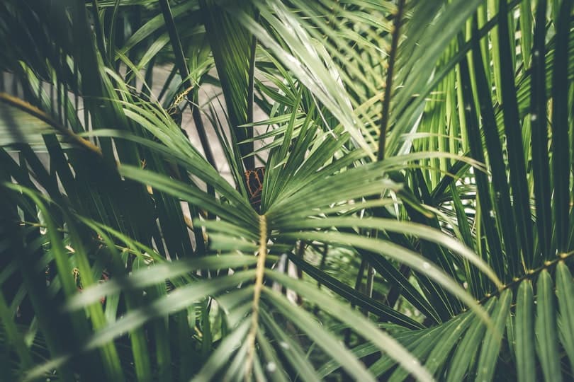 majesty palm plant