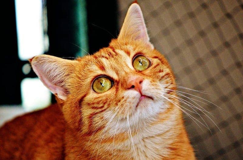 orange tabby cat looking up