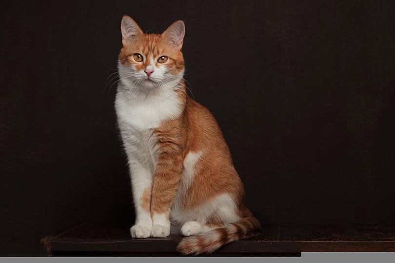 Are Tabby Cats Hypoallergenic? The Science Behind Cat Allergies | Pango ...