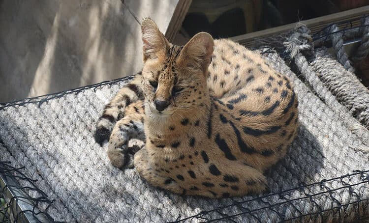 savannah cat lying outdoor