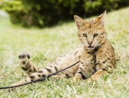 savannah cat on leash lying on green grass
