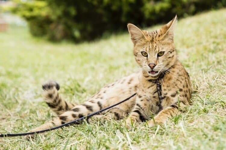 savannah cat on leash lying on green grass