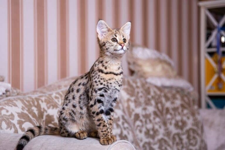 Are Savannah Cats Dangerous? Pango Pets