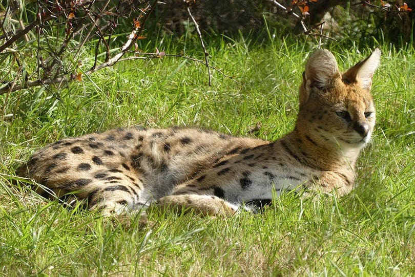 serval cat lying on grass