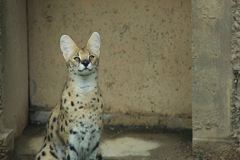 serval cat sitting on concrete floor