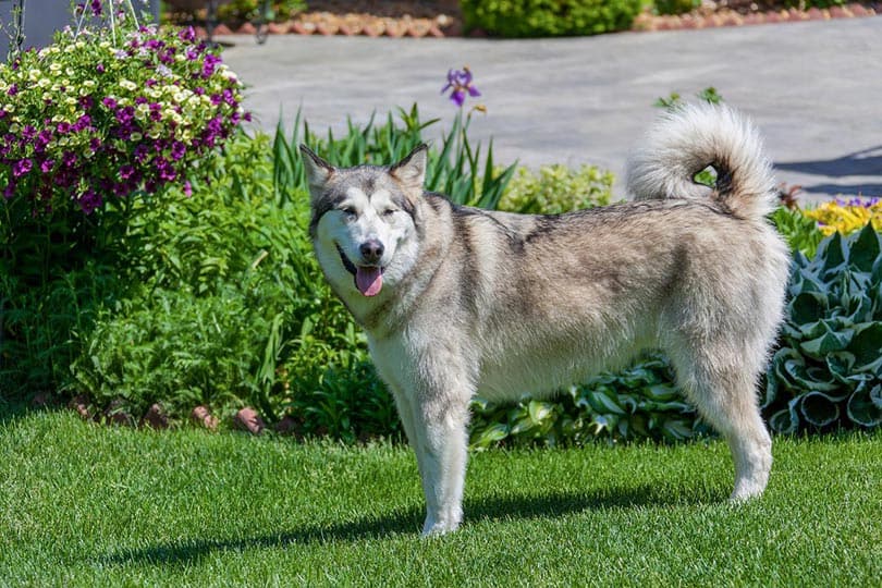 siberian husky standing on the lawn