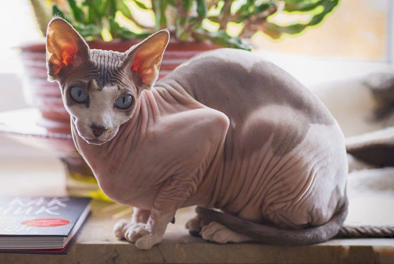 sphynx cat sitting on a table