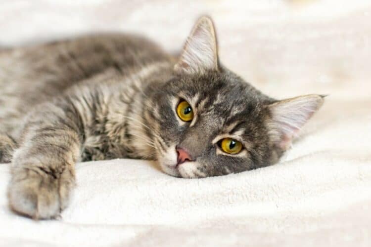 tabby cat lying on bed