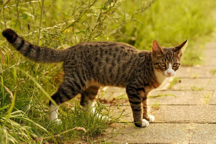 tabby cat walking outdoor