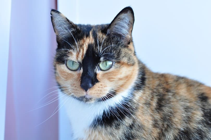 tortoiseshell cat