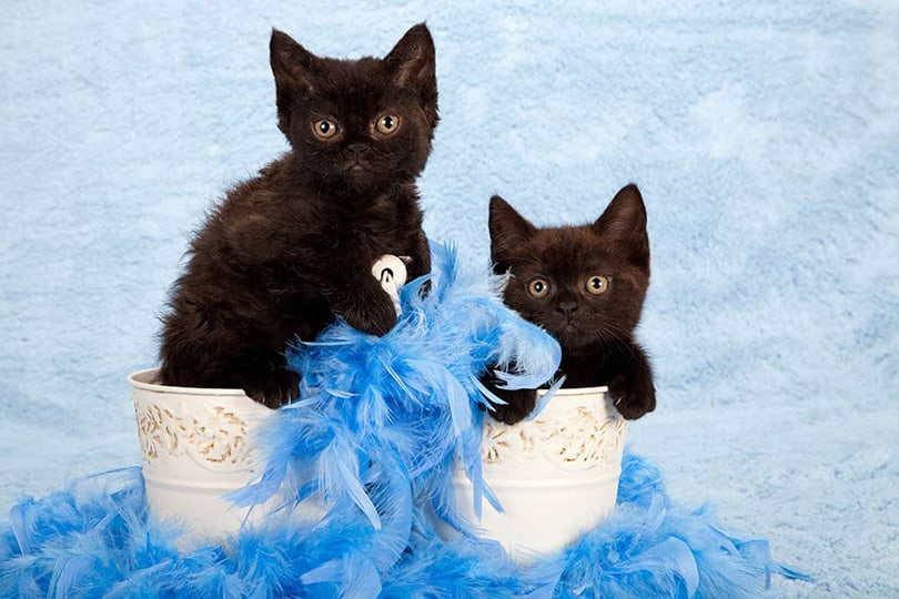 two black Selkirk Rex kittens in a studio