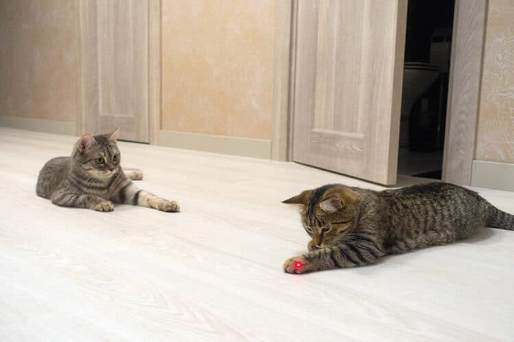 Are Lasers Bad for Cats? The Surprising Answer Pango Pets