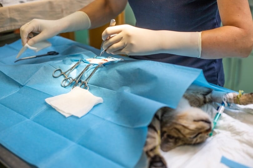 vet neutering cat