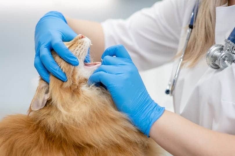 veterinarian checks mouth of maine coon cat