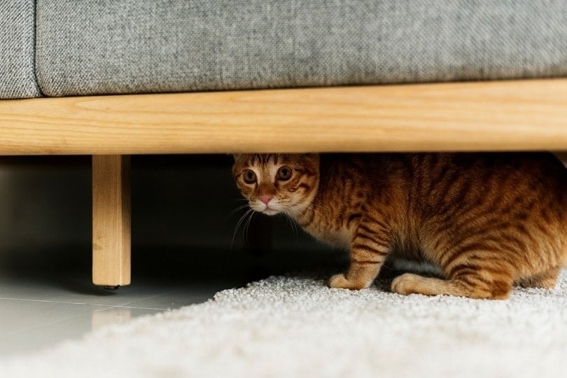 Do Cats Hide When They Are Dying? What You Should Know Pango Pets
