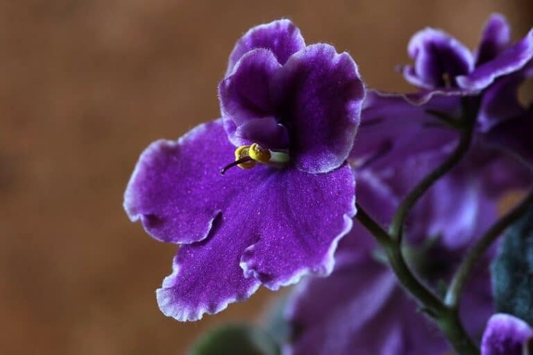 Are African Violets Poisonous to Cats? What To Do if They Eat One