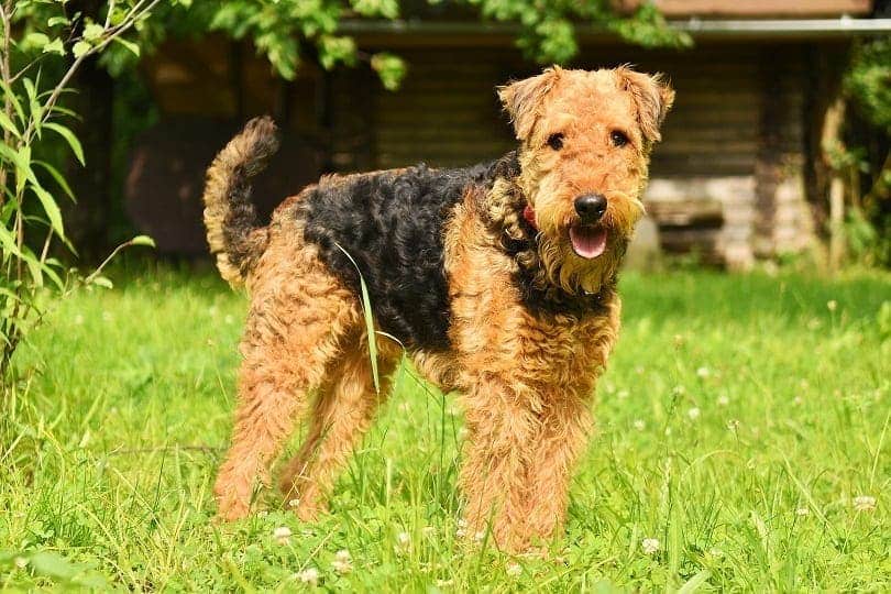 Airedale Terrier standing on the grass