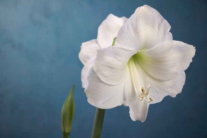 Are Amaryllis Poisonous to Cats? What Should I Do if They Eat One