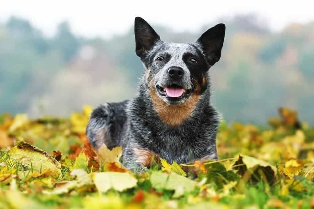 how much should i feed my australian cattle dog puppy