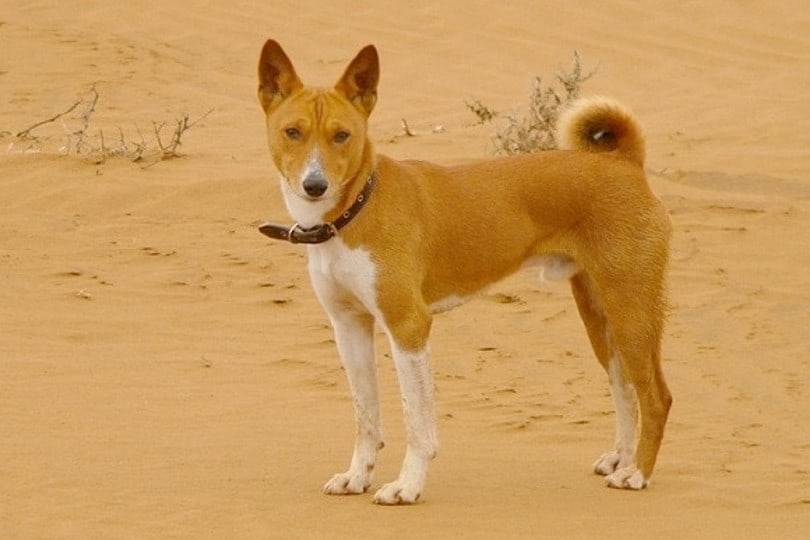 Basenji in a desert