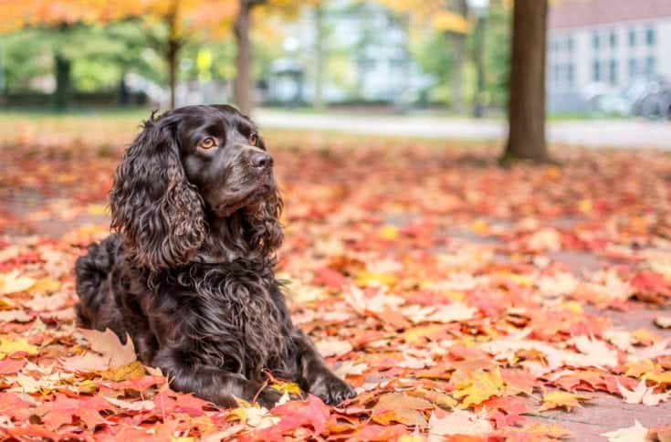 Boykin Spaniel dog on fallen leaves
