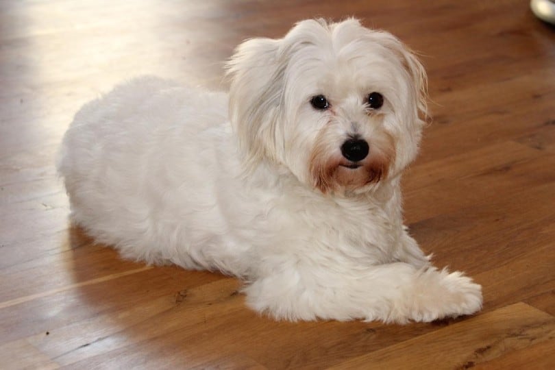 Are Coton de Tulears Hypoallergenic? An Allergy Sufferers Guide to Dogs