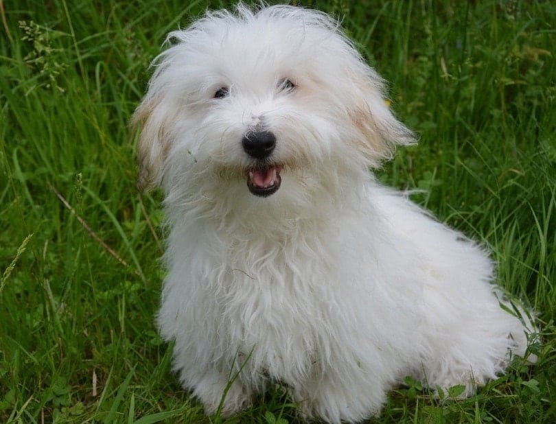 Coton de Tulear standing on grass