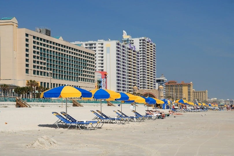 Are Dogs Allowed on Daytona Beach? What You Need To Know Pango Pets