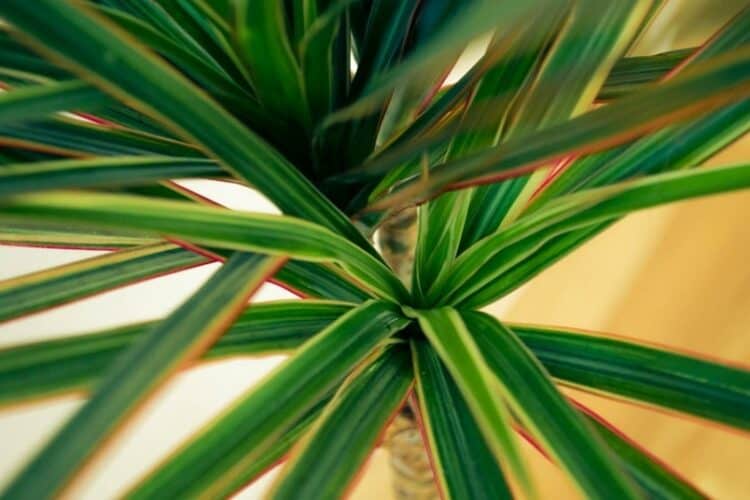 Dracaena Plant closeup shot