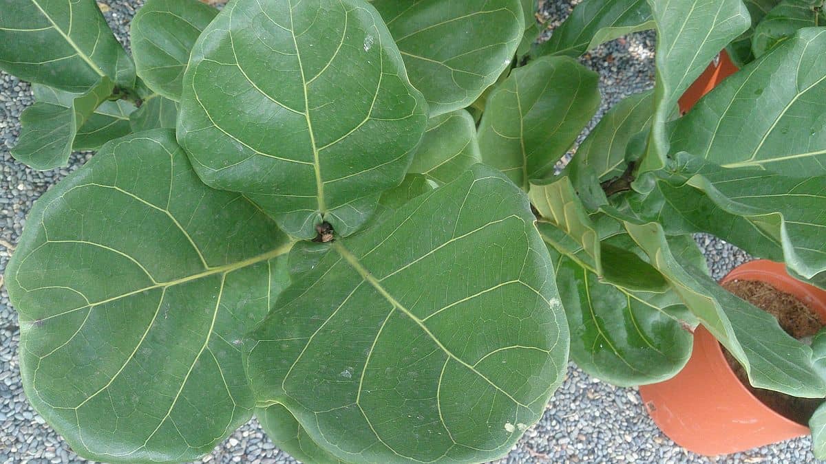 Fiddle leaf fig 4